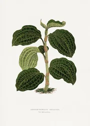 Ilustrace zeleného listu Anoechtochilus setaceus