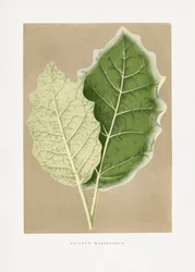 Ilustrace zeleného listu Solanum marginatum
