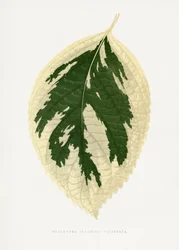 Ilustrace listu hortenzie japonské (Hydrangea japonica variegata)