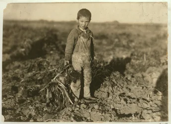 6letý Jo tahající cukrovou řepu na farmě poblíž Sterling, Colorado, 1915