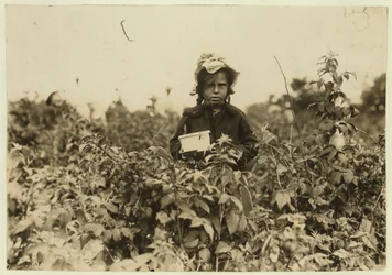 Annie Bissie sbírá bobule na polích poblíž Baltimoru, Maryland, 1909