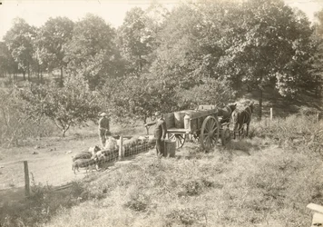 Bez názvu, ca. 1935.