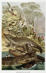Krokodýli nilští (crocodylus niloticus) - v „Život zvířat“ od A.E. Brehm, Turín