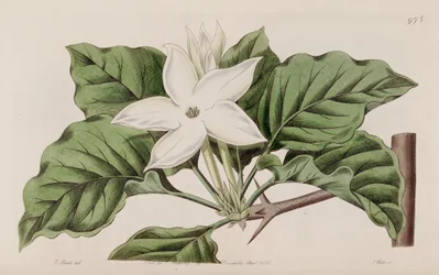 Gardenia nedaleko