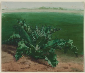 Studie rostliny, možná bodlák, 1862.