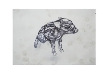 Malé prase, 2015, (bic biro na papíře)