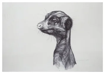 Surikata, 2016, (biro na papíře)