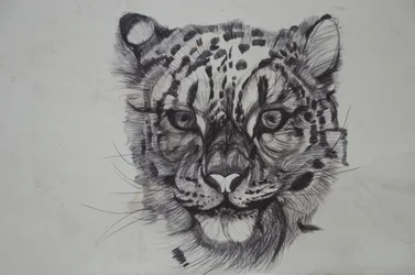 Sněžný leopard,2016,(bic biro na papíře)