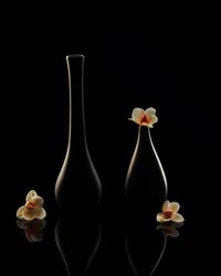 Elegantní odlesky orchidejí