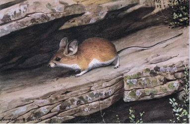 Big Eared Pastorek Mouse představuje klan bílých nohou v drsných kaňonech jihozápadu