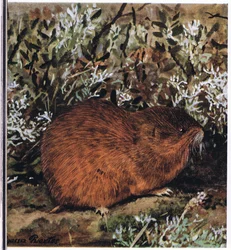 Brown Lemming, podsaditý hlodavec, který žije v pláství tunelů