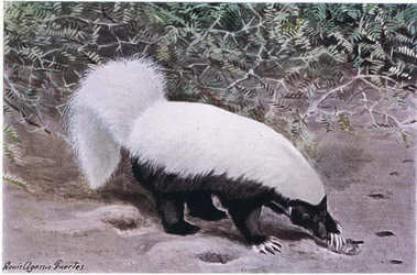 Hog Nosed Skunk, bílý vršek, černý spodek, hledá potravu údery dlouhými drápy