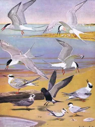 Ilustrace z hospody The Natural History of American Birds of Eastern and Central North America. od Bramhall House kolem roku 1970