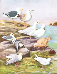 Ilustrace z hospody The Natural History of American Birds of Eastern and Central North America. od Bramhall House kolem roku 1970