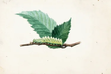 Housenka Jagged Leaf Edge Caterpillar, studie ke knize Concealing Coloration in the Animal Kingdom (Skrývání zbarvení v živočišné říši)