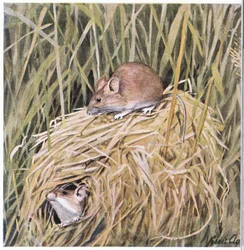 Western Harvest Mouse žije a rozmnožuje se v travnatém hnízdě