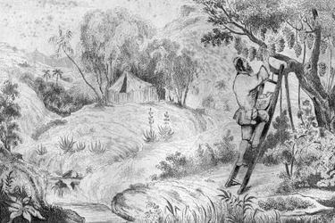 Měl jsem více než dvě stě shluků... rytin podle kresby M. de Sainsona pro Knihu Daniela Defoe (De foe) “Robinson Crusoe”” francouzské vydání z roku 1837.