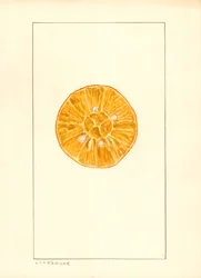 Pomeranč (Citrus sinensis) (vodová barva)