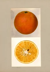 Ananasový pomeranč (Citrus sinensis)