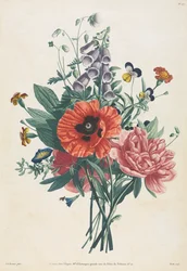 Sbírka květin a plodů malovaných podle přírody: Kytice náprstníku, Clematis..., 1805.