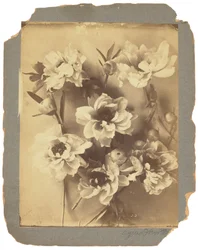 Tiffany Studios, cca 1898-1920 (fotografie č/b)