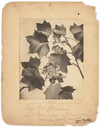 Tiffany Studios, cca 1898-1920 (fotografie č/b)