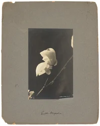 Tiffany Studios, cca 1898-1920 (fotografie č/b)