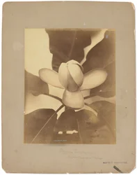 Tiffany Studios, cca 1898-1920 (fotografie č/b)