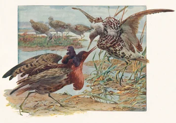 Ruffs and Reeves, c1910, 1911