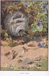 Vosí hnízdo, ilustrace z 