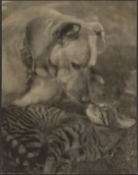 [Kočka a pes]