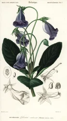 Brazilská gloxinie, Sinningia speciosa., 1849 (rytina)