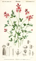 Indigo rostlina, Indigofera ležící. , 1849 (rytina)