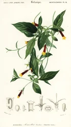 Manettia luteorubra. ,1849 (rytina)