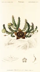 Hvězdný květ, Orbea variegata., 1849 (rytina)