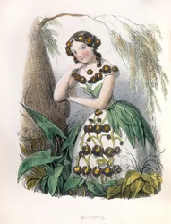 Alegorie , la Myosotis