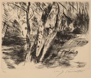 Břízy v Tiergarten