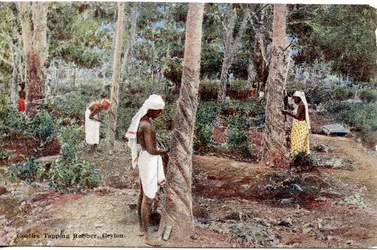 Coolies Tapping Rubber, Ceylon, cca 1900-20 (ručně kolorovaná fotografie)