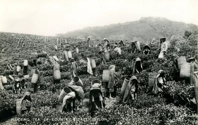 Trhání čaje, panství na venkově, Cejlon, kolem 1900-1930 (černobílá fotografie)