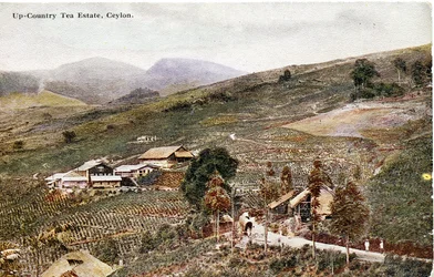 Up-Country Tea Estate, Ceylon, cca 1900-20 (ručně kolorovaná fotografie)