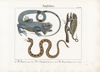 Leguán, chameleon a chřestýš