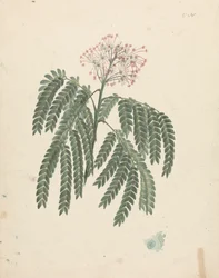 Albizia gummifera (J.F.Gmel.) C.A. Sm. (Gummy Albizia Tree): hotová kresba s drobnými odchylkami v kvetoucí hlavě