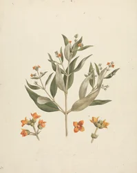 Avicennia marina (Forssk.) Vierh. (White Mangrove): dokončená kresba kvetoucího výhonku s detaily květů