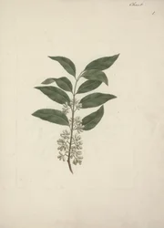 Příběh Edulis Forsk. (Khat): Hotová kresba