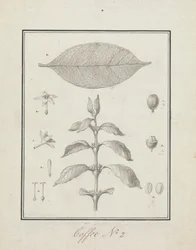 Coffea arabica L. (káva arabská): hotová kresba listového výhonku s detaily květů, listů a plodů