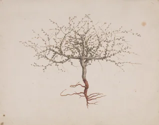 Commiphora gileadensis (L.) C. Chr. (Balzám z Gileadu, Opobalsam): dokončena kresba, pokud je strom zvykem (s kořeny)