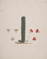 Euphorbia Abyssinica J.F. Gmel. (Etiopian Tree-Sturge): hotový kresba jediného kufru, s podrobnostmi o celém a pitvaném ovoci