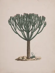 Euphorbia abyssinica J.F. Gmel. (Ethiopian Tree-Spurge): dokončená kresba habitu stromu