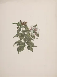 Jasminum dichotomum Vahl (jasminum africký): hotová kresba