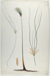 Papyrus (Detail rostliny a kořene), podle Jamese Abyssinian Bruce (1730-94) (wc přes grafit na papíře)